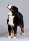 Picture of young Bernese Mountain dog looking up
