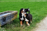 Picture of young Bernese Mountain Dog playing with adult
