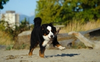 Picture of young Bernese Mountain Dog retrieving stick