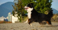 Picture of young Bernese Mountain Dog running on sand