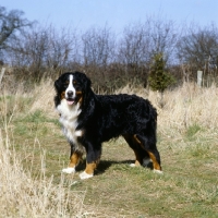Picture of young bernese mountain dog standing in countryside
