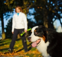 Picture of young Bernese Mountain Dog with owner in background