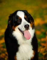 Picture of young Bernese Mountain Dog