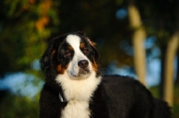 Picture of young Bernese Mountain Dog