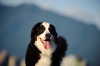 Picture of young Bernese Mountain Dog