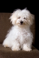 Picture of young Bichon Frise dog on chair