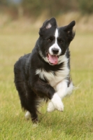 Picture of young black and white Border Collie running