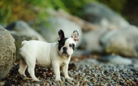 Picture of young black and white French Bulldog near riverside