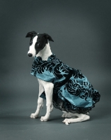 Picture of young black and white whippet