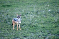 Picture of young Black backed Jackal in Kenya