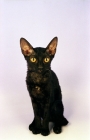Picture of young black German Rex cat, front view