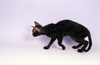 Picture of young black German Rex cat, walking