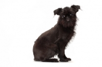 Picture of young black Griffon Bruxellois sitting on white background