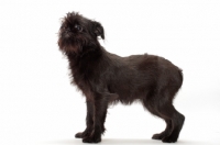 Picture of young black Griffon Bruxellois on white background, side view