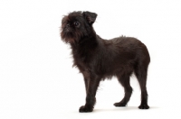 Picture of young black Griffon Bruxellois on white background