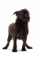 Picture of young black Griffon Bruxellois standing on white background