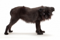 Picture of young black Griffon Bruxellois on white background