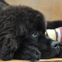 Picture of young black Newfoundland dog