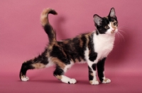 Picture of young black tortie & white Household cat, stretching