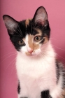 Picture of young black tortie & white Household cat