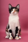 Picture of young black tortie & white Household cat