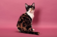 Picture of young black tortie & white Household cat, back view