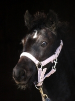 Picture of young black Welsh Cob (section d)