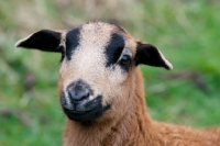 Picture of young blackbelly sheep