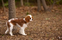 Picture of young blenheim Cavalier King Charles Spaniel