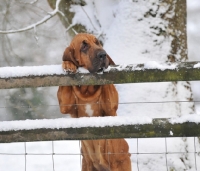Picture of young Bloodhound behind fence in winter