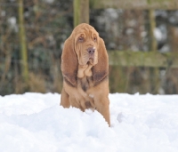 Picture of young Bloodhound in snow