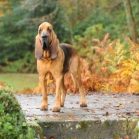 Picture of young bloodhound on a step