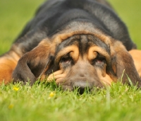 Picture of young Bloodhound resting on grass
