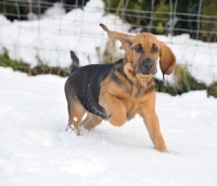 Picture of young Bloodhound running in snow