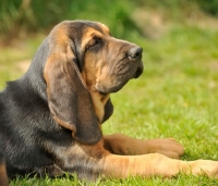 Picture of young Bloodhound