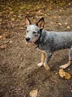 Picture of young blue Australian Cattle Dog