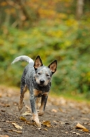 Picture of young blue Australian Cattle Dog walking towards camera
