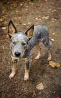 Picture of young blue Australian Cattle Dog