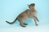 Picture of young blue Burmese cat, looking up