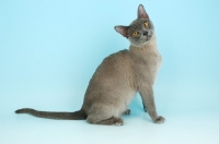 Picture of young blue Burmese cat sitting on blue background