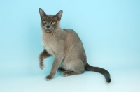 Picture of young blue Burmese cat