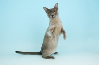 Picture of young blue Burmese cat