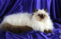 Picture of young blue colourpoint persian cat