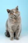 Picture of young blue cream british shorthair cat