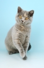 Picture of young blue cream british shorthair cat, one leg up