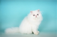 Picture of young blue eyed white Persian