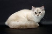 Picture of young blue lynx point & white Siberian cat