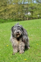 Picture of young blue merle Bergamasco on grass