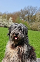 Picture of young blue merle Bergamasco, portrait