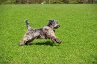 Picture of young blue merle Bergamasco, running